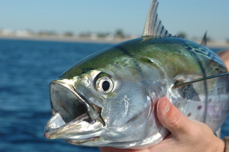 false-albacore-is-bait-marine-fish-conservation-network