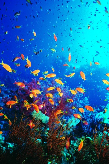 Vibrant Ocean Ecosystems - Marine Fish Conservation Network