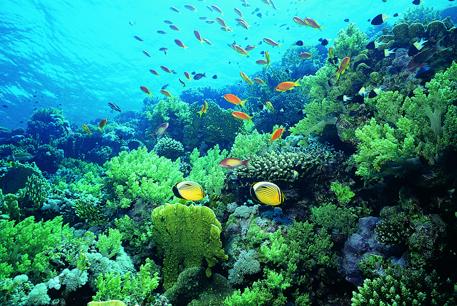 Coral reef ecosystem