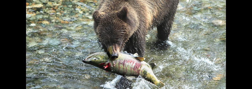 Alaskan brown bear with chum salmon