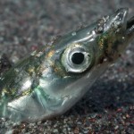 Feeding the Fish: NMFS’s New Forage Fish Rule