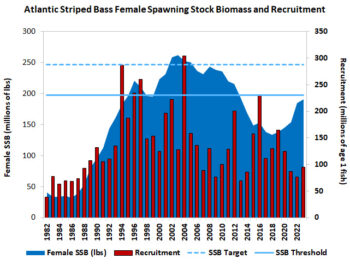 Atlantic Striped Bass Female Spawning Stock Biomass and Recruitment