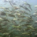 Thoughts on Climate Change Planning, Resilience & Forage Fish