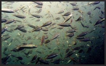 Atlantic menhaden, a species valued by commercial and recreational fishermen, are also valued as a forage fish and their ecological value. Photo from Save the Sound.