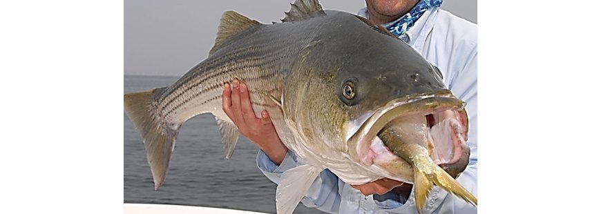 Bass with a bunker in its mouth, photo by John McMurray