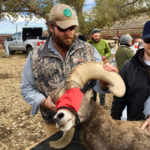 Deserts and Oceans: What Bighorn Sheep Can Teach Us About Marine Fisheries