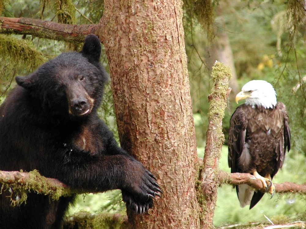 Black bear and eagle in the Tongass National Forest. Photo via USFS.