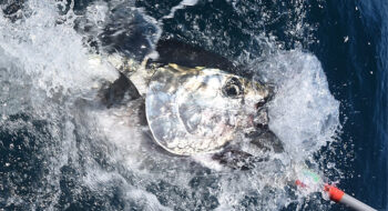 Bluefin release