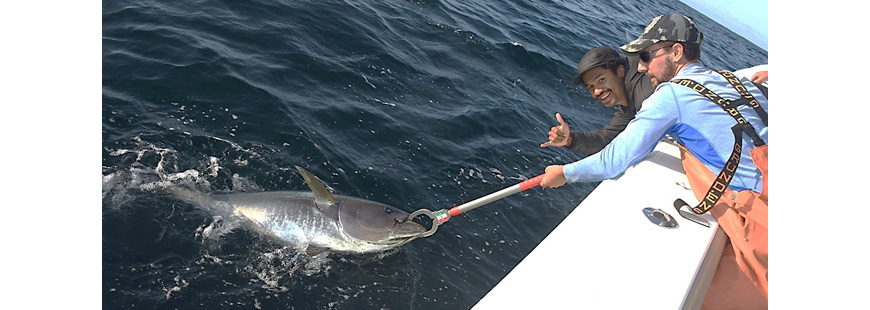 Releasing a bluefin tuna