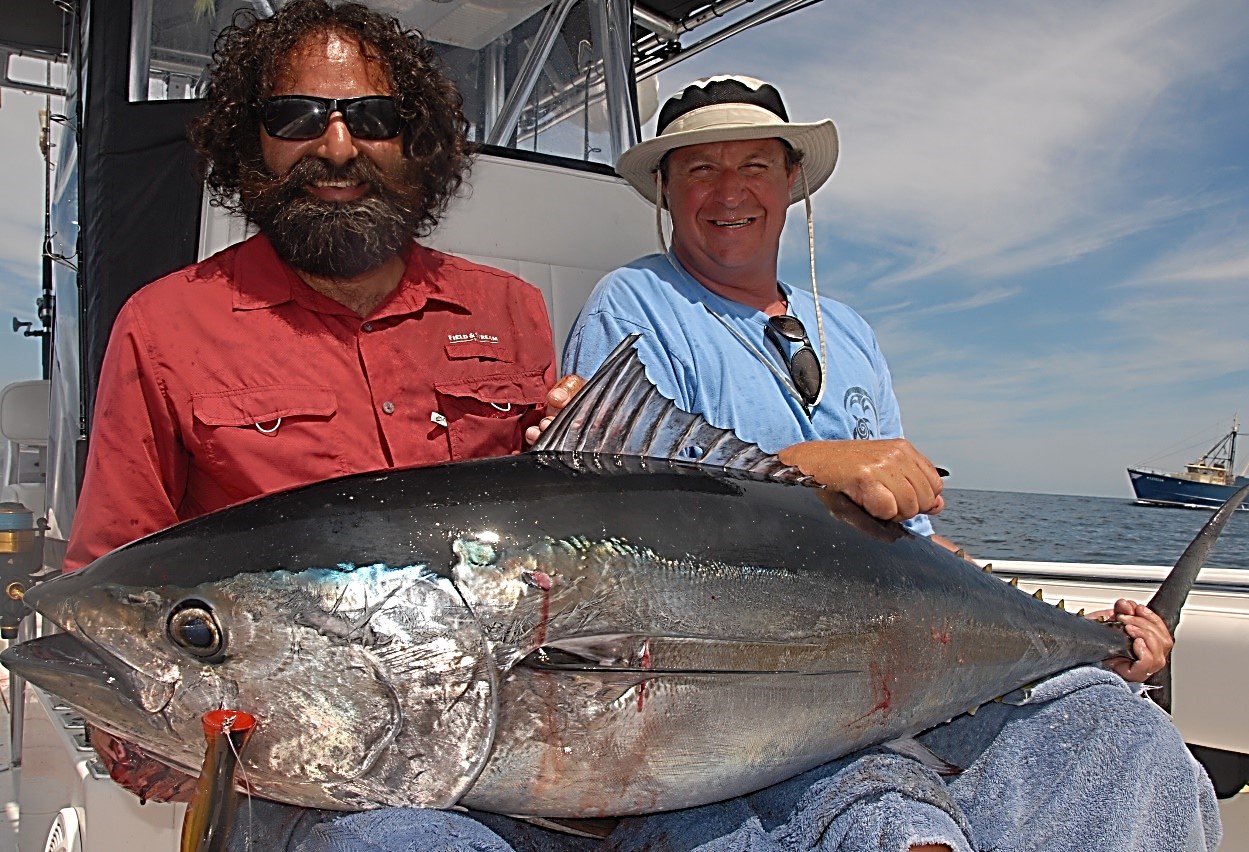 Above: This bluefin smashed a popper fished on a chub mackerel school. Top: False Albacore. Photos by John McMurray.