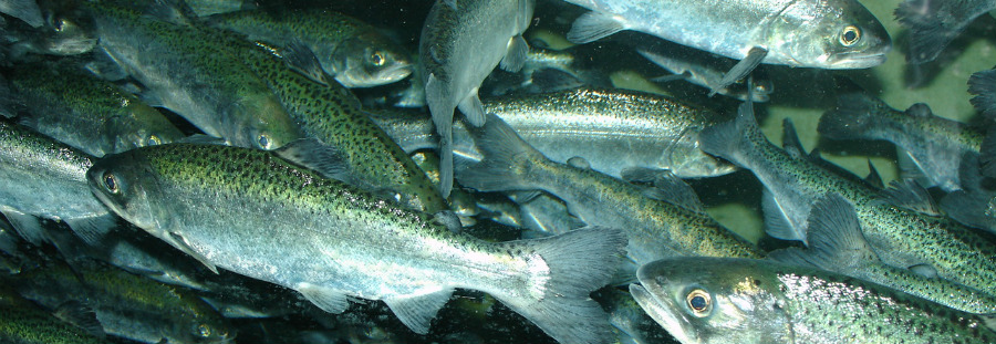 A Time of Thanks: Happy Salmon Season to All - Marine Fish ...