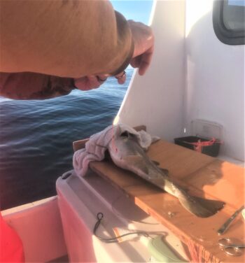 A spawning cod gets tagged on the charter fishing vessel Priority Too as part of the cod acoustic telemetry study conducted by BOEM.