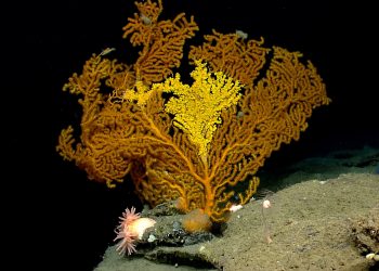 Colorful Coral in Nygren Canyon. Credit: NOAA OKEANOS Explorer Program, 2013 Northeast U.S. Canyons Expedition