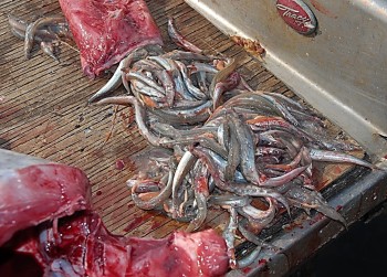 Contents of a recently caught tuna's stomach