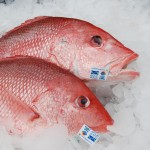 Federal Fisheries Laws Suffering Death of One Thousand Cuts