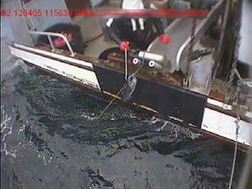 Typical view from an Electronic Monitoring Camera of an Alaskan Sablefish being brought on-board. With modern EM systems, the frame rate & resolution are set to allow species ID by video reviewers.
