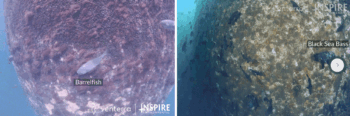 Fish abundance at pylons, mattresses and cable mattresses