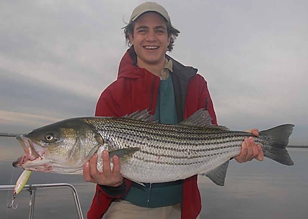 With Striped Bass, We'd Better Pay Attention Marine Fish Conservation