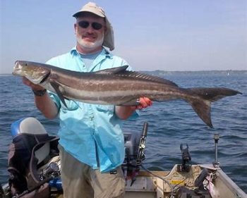 Warm water fish:  Greg Vespe caught this cobia, an exotic warm water fish, off Gould Island, RI when fishing for striped bass with a bunker (Atlantic menhaden) head as bait.