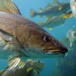 Fisheries Management:  The Problem of Perception