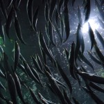 Safeguarding Forage: New Action Underway in New England to Protect Critical Forage Fish Species