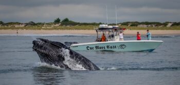 Humpback whale, photo via Brian Doherty