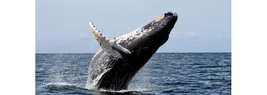 Humpback whale breaching in the Stellwagen Bank National Marine Sanctuary. Photo by Whit Welles via Wikipedia.