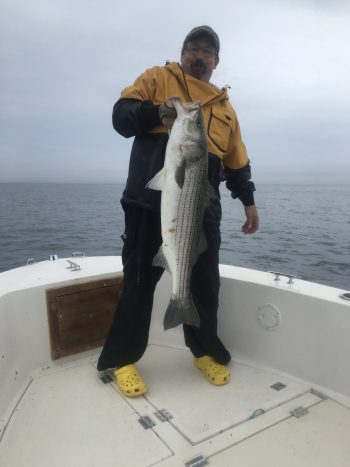 30 pound striped bass caught in massive schools of menhaden off Chatham, MA in July.