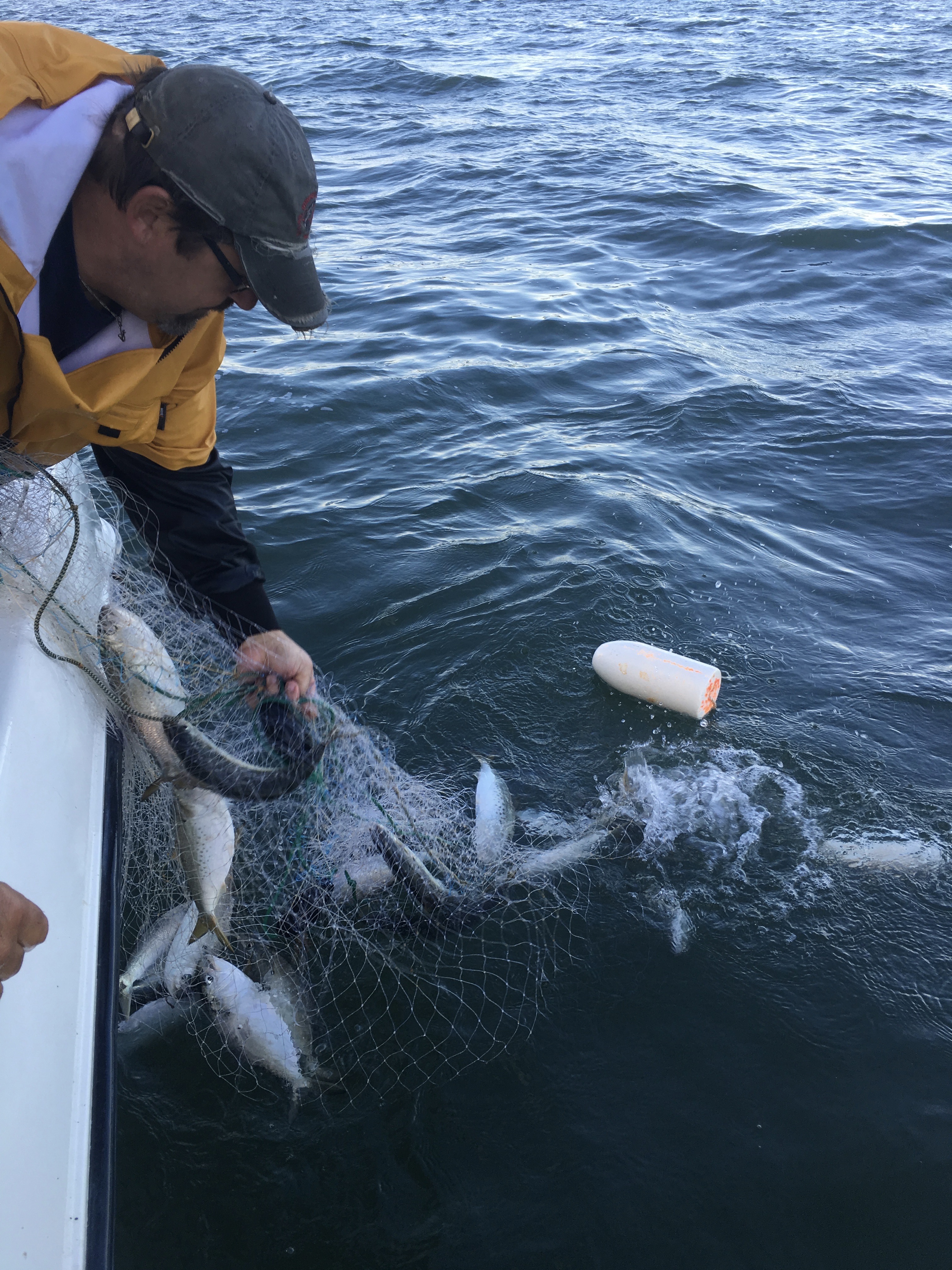 Working a surface gill net for menhaden in August 2016 in Boston Harbor.