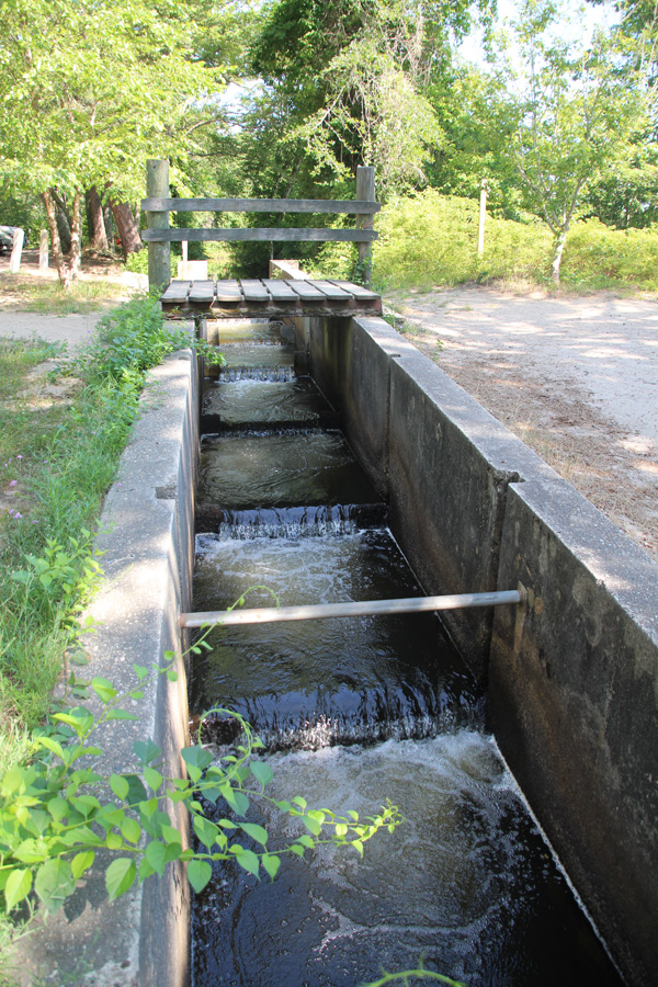 Fish ladder on Cape Code. Photo by Diane Lomba.