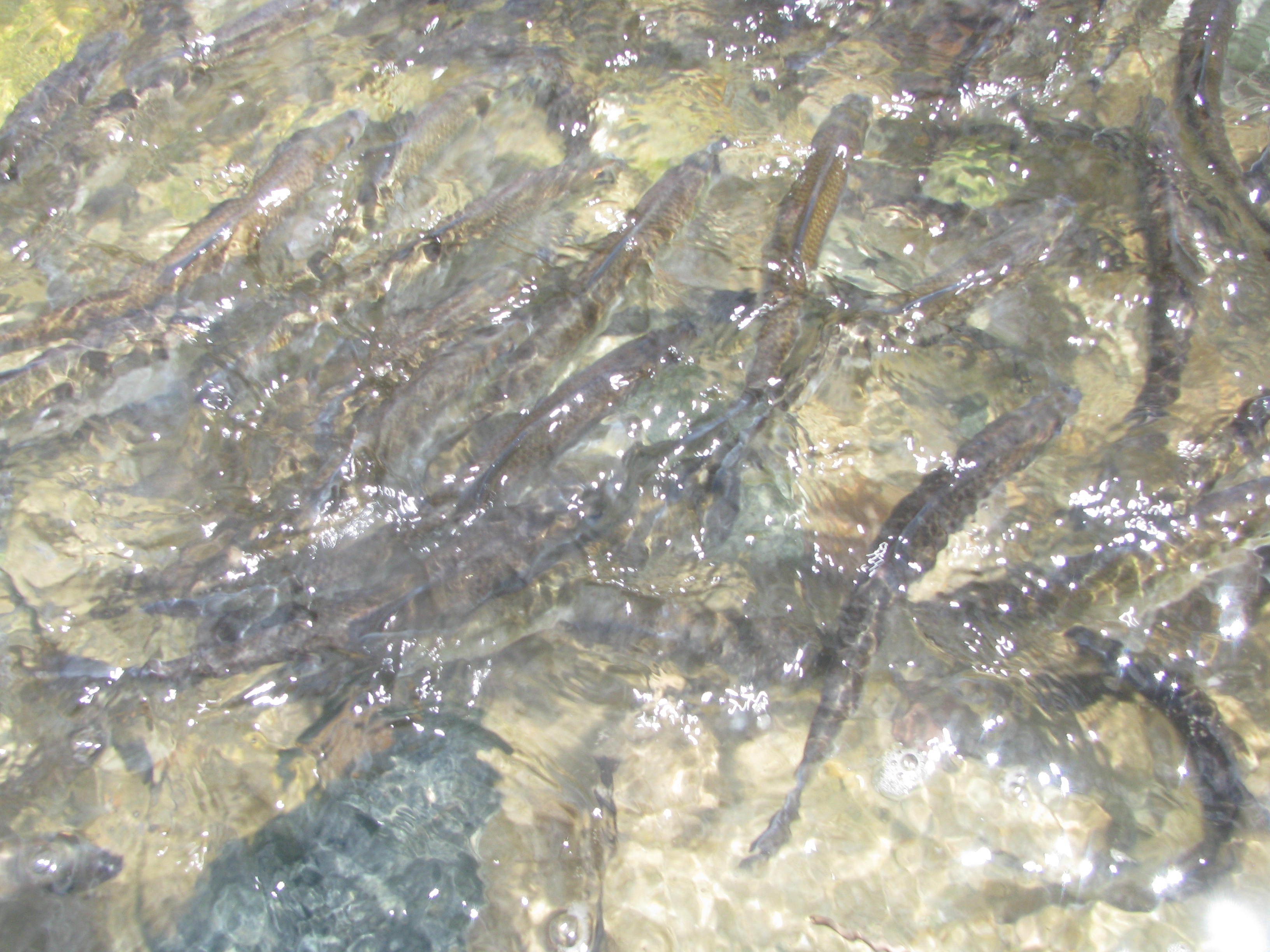 This photo and top: river herring.