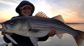 Striped bass - it's all about the bait.