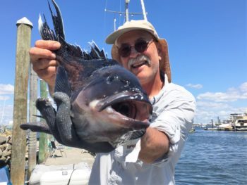 Black sea bass running strong and large like this one caught by Kevin Fetzer this summer on a ledge in 65 feet of water, three miles south of the Sakonnet River off Rhode Island.