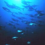 Exploring Tuna Management & Aquaculture Opportunity Areas