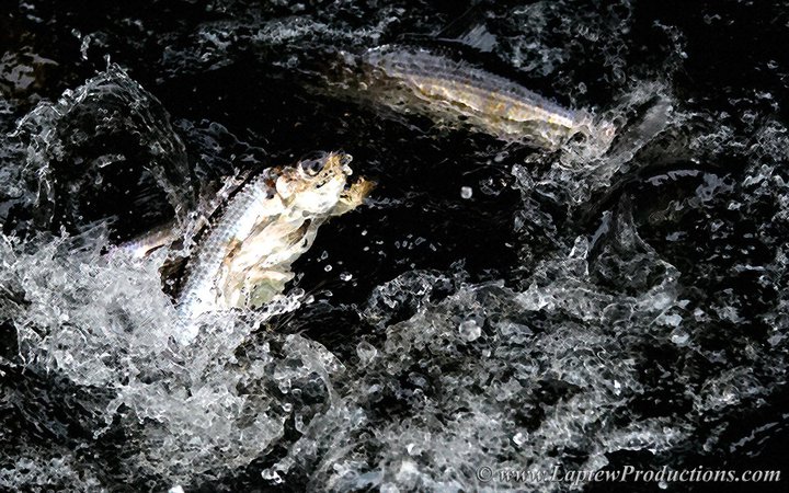 Rhode Island river herring, photo by Mike Laptew.