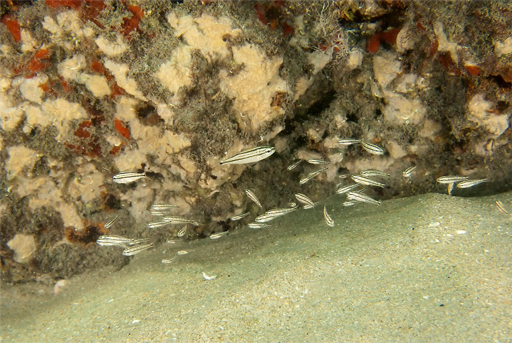 These tiny grunts, probably tomtates, settled on a special type of Essential Fish Habitat known as "nearshore hardbottom." These fish are swimming in only a few feet of water. Nearshore hardbottom provides cover from predators during a most vulnerable stage in their development. Photo credit: Dan Snyder