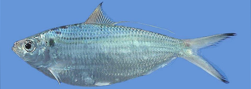 Atlantic thread herring
