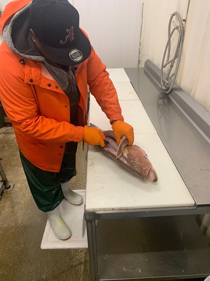 Fish cutter, New York, filleting fish from Wild Seafood at Evans’ Meats for the donation program