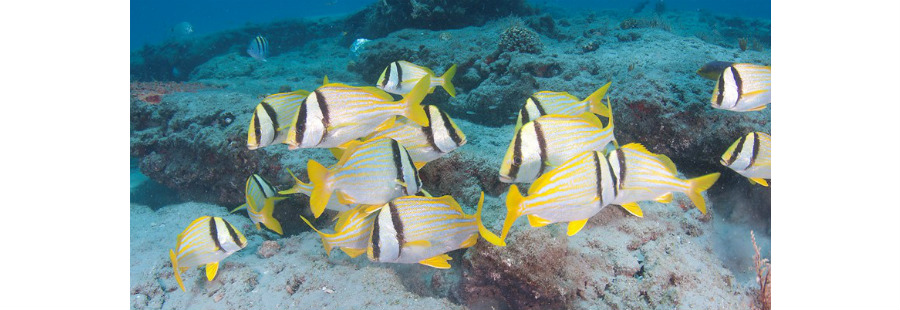 Photo: Porkfish are some of the larger and more beautiful of the species in the generally colorful grunt clan. Photo credit: Dan Snyder