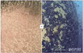 Pylon before and after with blue mussels