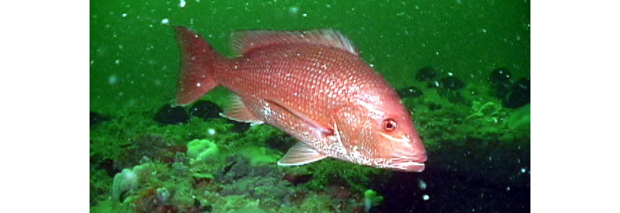 Photo: Red Snapper in the Gray's Reef National Marine Sanctuary, by Greg McFall/NOAA