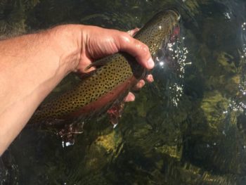 Releasing a trout