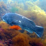 ASMFC Kicks The Can Down The Street — Again — With Tautog