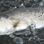 Gulf States Fisheries Managers Fail Speckled Trout