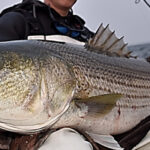 Real World Striped Bass: Part I