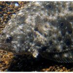 Commerce Department’s Summer Flounder Decision Undermines ASMFC’s Authority To Manage Fish Stocks