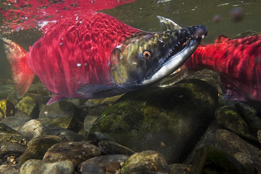 Sockeye salmon in spawning colors. Photo: Amy Gulick