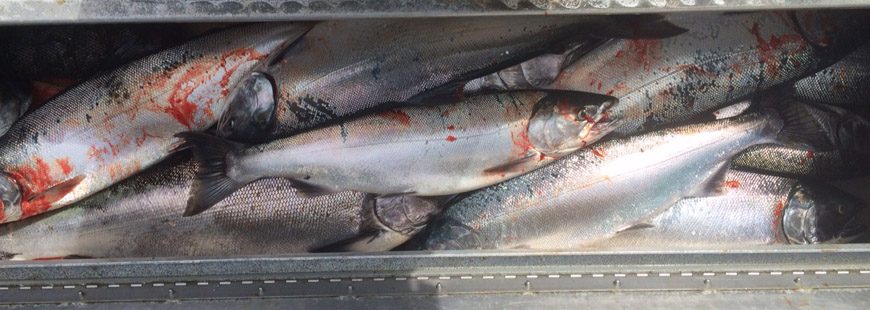 68 crab joined this 10 fish limit (eight coho, two Chinook) from the waters adjacent to Tillamook Bay on 9/14/16