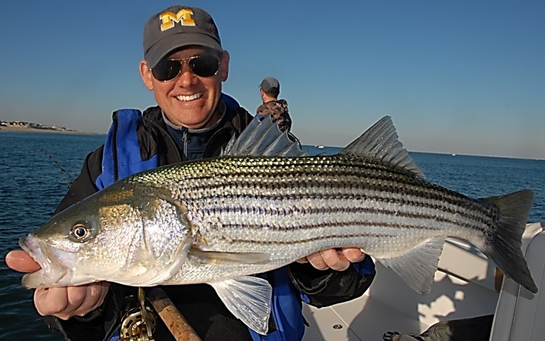 With Striped Bass, We'd Better Pay Attention - Marine Fish Conservation ...