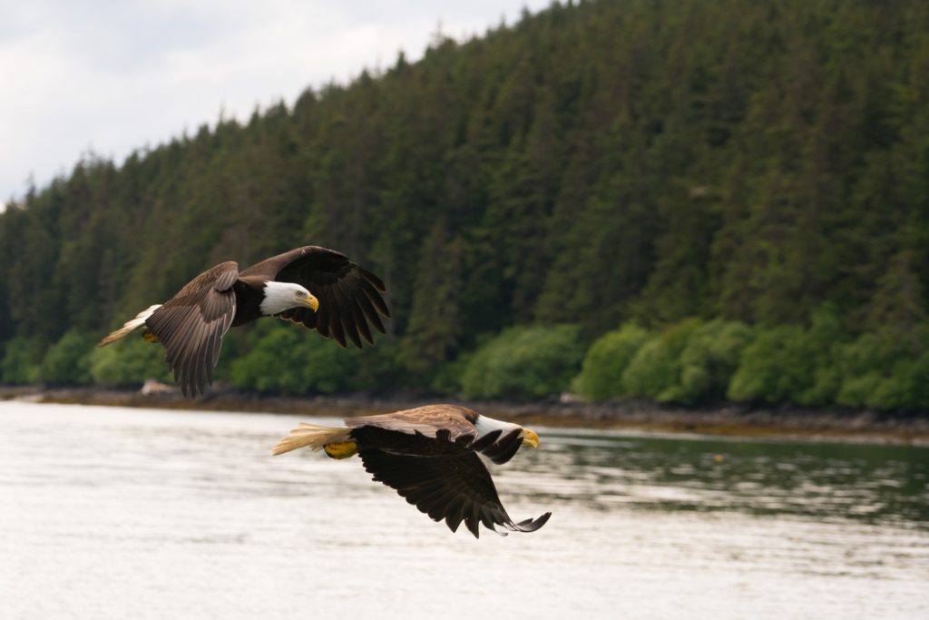 Bald Eagles in the Tongass National Forest. Photo: J Spafford/USFS.